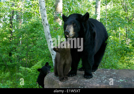 Ours noir, Ursus americanus, la mère et ses petits. L'Amérique du Nord. Banque D'Images