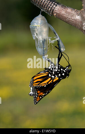 Papillon Monarque Danaus plexippus dans chrysalis chrysalis nouvellement émergés comme un papillon (ailes abdomen gonflé). Banque D'Images