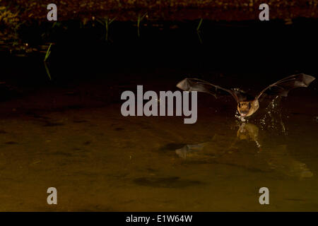 Grande chauve-souris brune (Eptesicus fuscus), de boire, de tête d'éléphant étang, Amado, Arizona. Banque D'Images