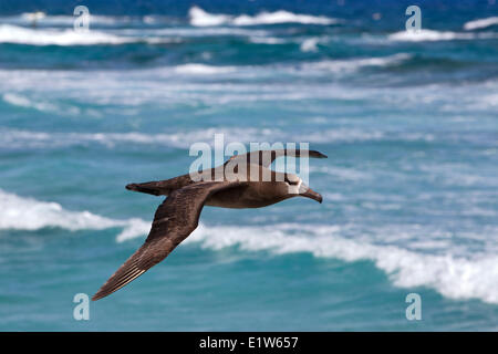 Albatros à pieds noirs (Phoebastria nigripes) dans l'atoll de Midway, l'île de Sable de vol National Wildlife Refuge Northwest Hawaiian Banque D'Images