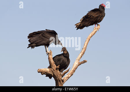 Les vautours noirs (Coragyps atratus) urubu à tête rouge (Cathartes aura) (top) Martin Refuge près de Edinburg Sud du Texas. Ces Banque D'Images