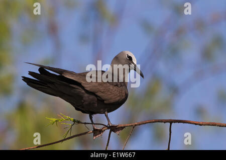 Noddi brun (Anous stolidus pileatus) se percher dans l'arbre d'ironwood envahissantes (Casuarina equisetifolia) Sable Island atoll de Midway Banque D'Images