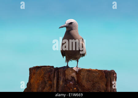 Noddi brun (Anous stolidus pileatus), l'île de Sable, l'atoll de Midway National Wildlife Refuge, dans les îles Hawaii. Banque D'Images