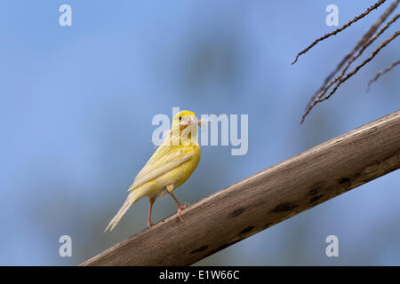 Canaries (Serinus canaria domestica) avec matériel de nidification de l'île de Sable l'atoll de Midway National Wildlife Refuge Northwest Hawaiian Banque D'Images