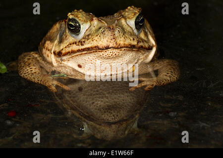 Cane toad (Bufo marinus), Edinburg, Texas du Sud. Banque D'Images