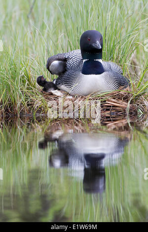 Plongeon huard (Gavia immer) chick sur son nid à l'intérieur de la Colombie-Britannique. Les moins-que-un-jour vieux nana est sous le droit d'adultes Banque D'Images