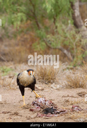 Caracara huppé (Caracara cheriway) adultes (avant) manger pour mineurs carrior fournis par le photographe Martin Refuge près de Banque D'Images