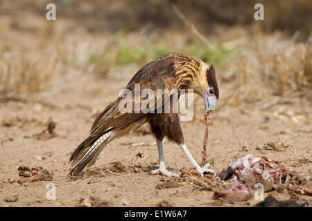 Caracara huppé (Caracara cheriway) alimentation juvénile carrion fournis par le photographe Martin Refuge près de Edinburg South Banque D'Images