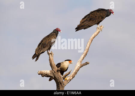 Caracara huppé (Caracara cheriway) adulte (centre) L'urubu à tête rouge (Cathartes aura) Martin Refuge près de Edinburg Sud du Texas. Banque D'Images