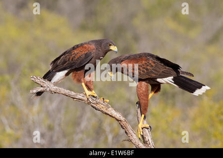 Harris Parabuteo unicinctus (Hawk), adultes, Santa Clara Ranch, près de Edinburg, Texas du Sud. Banque D'Images