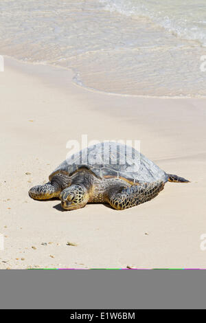 Des tortues de mer vertes (Chelonia mydas) reposant sur l'île de sable de plage l'atoll de Midway National Wildlife Refuge au nord-ouest Banque D'Images