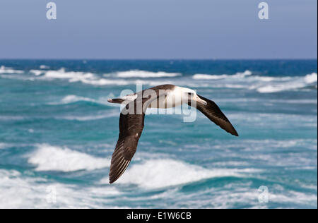 Albatros de Laysan (Phoebastria immutabilis) en vol au large de l'île de Sable l'atoll de Midway National Wildlife Refuge Northwest Hawaiian Banque D'Images