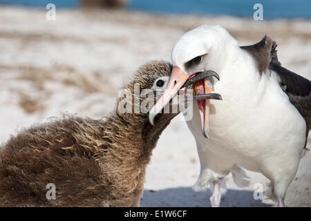 Albatros de Laysan (Phoebastria immutabilis) adulte régurgitant de la nourriture pour poussin Sand Island atoll de Midway National Wildlife Refuge Banque D'Images