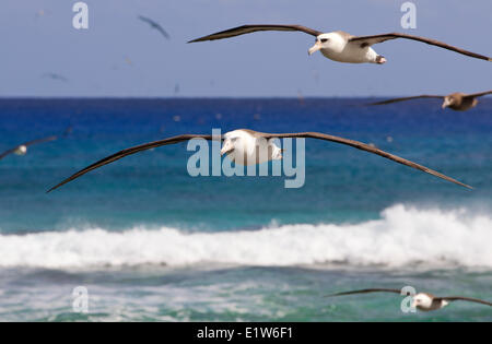 Albatros de Laysan (Phoebastria immutabilis) albatros à pieds noirs (Phoebastria nigripes) dans l'atoll de Midway, l'île de Sable de vol Banque D'Images
