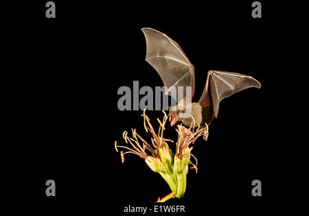 Nectar bat probablement à proboscis long mexicaine bat (Choeronycteris mexicana) se nourrissant de fleur d'Agave Amado Arizona. Cette espèce bat Banque D'Images