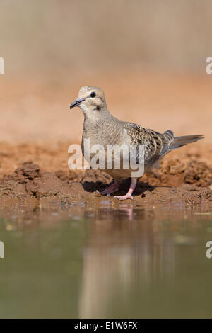 La tourterelle triste (Zenaida macroura), juvénile à l'étang de boire de l'eau, Santa Clara Ranch, près de Edinburg, Texas du Sud. Banque D'Images