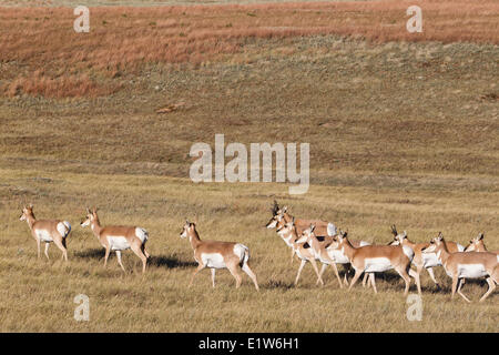 Pronghorn (Antilocapra americana), troupeau, Custer State Park, dans le Dakota du Sud. Banque D'Images