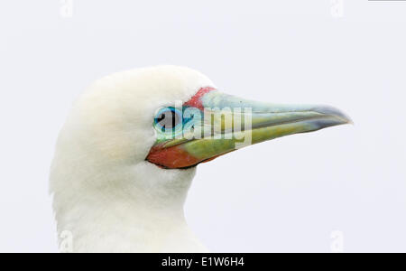 Fou à pieds rouges (Sula sula rubripes), l'Est de l'île, l'atoll de Midway National Wildlife Refuge, dans les îles Hawaii. Banque D'Images