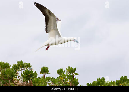 Fou à pieds rouges (Sula sula rubripes) en vol à pieds rouges (Sula sula rubripes) en vol au dessus de naupaka kauhakai Banque D'Images