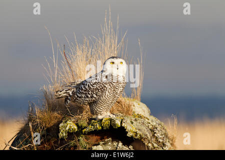 Le harfang des neiges (Nyctea scandiaca), Boundary Bay, en Colombie-Britannique. Banque D'Images