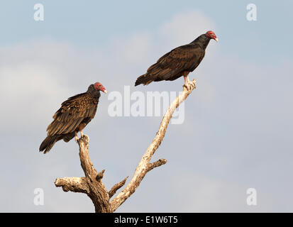 Tturkey vautours (Cathartes aura), Martin Refuge, près de Edinburg, Texas du Sud. Banque D'Images