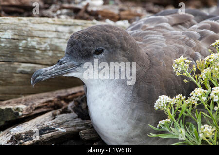 Wedge-tailed shearwater (Puffinus pacificus chlororhynchus) est de l'atoll de Midway Island National Wildlife Refuge au nord-ouest Banque D'Images