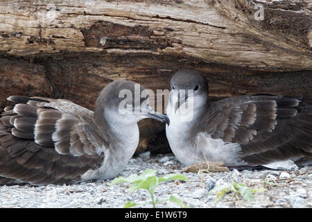 Wedge-tailed shearwater (Puffinus pacificus chlororhynchus) paire Eastern Island atoll de Midway National Wildlife Refuge au nord-ouest Banque D'Images