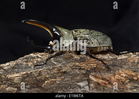 Western ponderosa (Hercules Dynastes granti), homme, de Carr Canyon, Arizona. (Captive) Banque D'Images