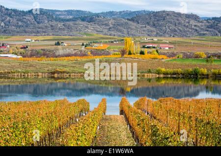 Vue sur les maisons et les vignes dans la région de Oliver, vallée de l'Okanagan en Colombie-Britannique, Canada. Banque D'Images