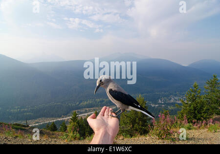 Un casse-noix d'air les aumônes des le photographe à Cascade Lookout dans l'E.C. Manning Park dans la région de Similkameen Banque D'Images