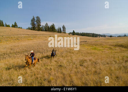 Cowboys montent leurs chevaux à travers les terres du ranch près de Princeton dans la région de Similkameen de la Colombie-Britannique, Canada Banque D'Images