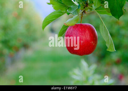 Apple délicieux se bloque de l'arbre dans un verger à Cawston, dans la région de Similkameen de la Colombie-Britannique, Canada Banque D'Images