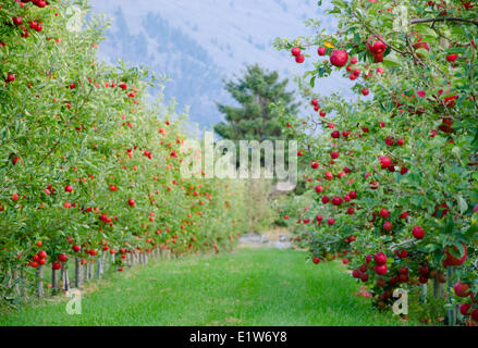 Les pommes Delicious pend des arbres dans un verger à Cawston, dans la région de Similkameen de la Colombie-Britannique, Canada Banque D'Images