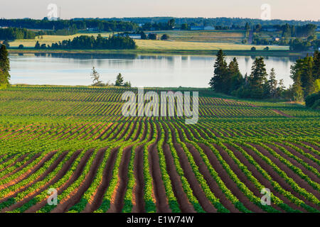 Champ de pommes de terre au printemps, Fairview, Prince Edward Island, Canada Banque D'Images