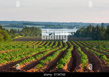 Champ de pommes de terre au printemps, Fairview, Prince Edward Island, Canada Banque D'Images