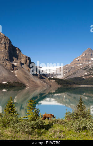 L'ours grizzli au lac Bow et Glacier Crowfoot, dans le parc national Banff, Alberta, Canada Banque D'Images