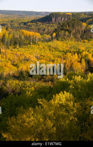 Tremble, bouleau, pin et épicéa arbres en automne. Le nord de l'Ontario, Canada.
