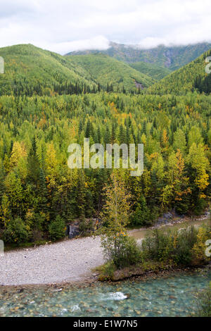 Forêt de conifères à feuilles caduques régénéré après feu Trout River valley N Muncho prov parc Autoroute 97 Nord de la Colombie-Britannique Banque D'Images