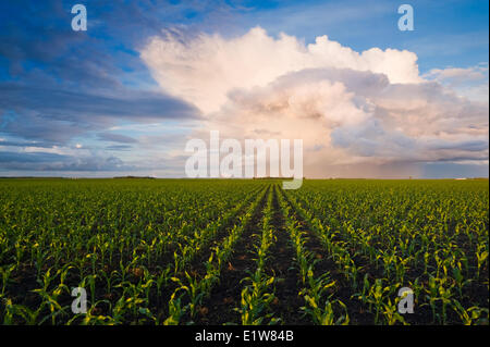 La croissance rapide du champ de maïs-grain d'alimentation/ciel contenant un cumulonimbus s'accumule dans le fond près de Dufresne Manitoba Canada Banque D'Images