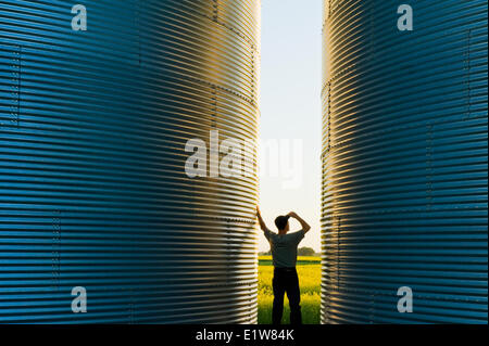 Farmer donne sur son champ de canola de ses bacs de stockage du grain au coucher du soleil, près de Dugald (Manitoba), Canada Banque D'Images