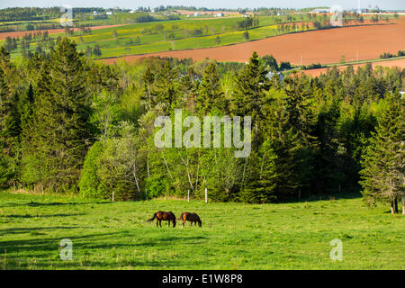 Le pâturage des chevaux au printemps, New Glasgow, Prince Edward Island, Canada Banque D'Images