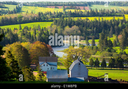 Ferme, Campbell's Pond, Prince Edward Island, Canada Banque D'Images