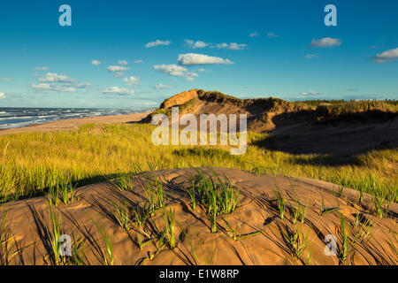 Littoral, promenade du Golfe, Brackley, Parc National de l'Île du Prince-Édouard, Canada Banque D'Images