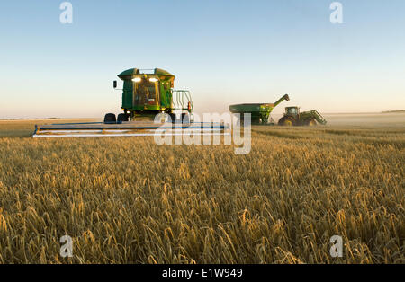 Combiner à l'aide d'un en-tête d'arasement, près de l'orge les récoltes de Ponteix, Saskatchewan, Canada (wagon de grain dans l'arrière-plan) Banque D'Images