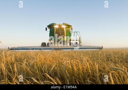Combiner à l'aide d'un en-tête d'arasement, près de l'orge les récoltes de Ponteix, Saskatchewan, Canada Banque D'Images