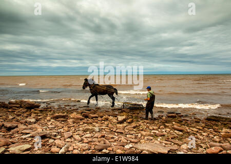 La mousse d'un pêcheur et cheval, Cap Nord, Prince Edward Island, Canada Banque D'Images