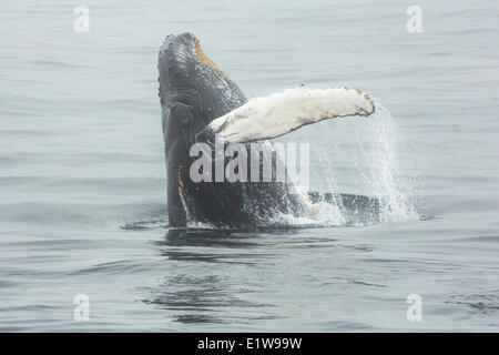 Baleine à bosse (Megaptera novaeangliae), violer, réserve écologique de Witless Bay, Newfoundland, Canada Banque D'Images