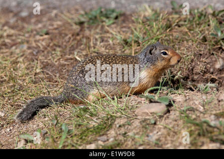 Columbian (Urocitellus columbianus), Manning Provincial Park, British Columbia, Canada Banque D'Images