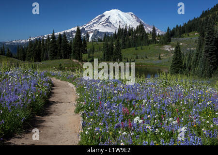 Le mont Rainier et les fleurs sauvages, Naches Boucle Pic, Mount Rainier National Park, Washington, United States of America Banque D'Images