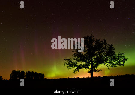 Aurora Borealis et Bur Oak tree (Quercus macrocarpa), le parc provincial Birds Hill, Manitoba, Canada Banque D'Images